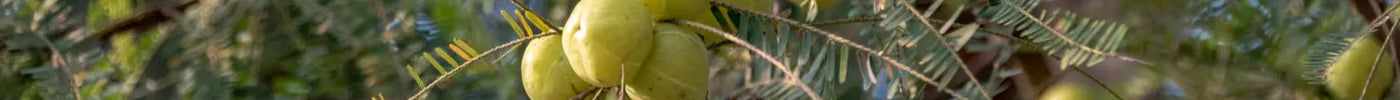 Amla Olie, wat is het en waar is het goed voor? Boozyshop